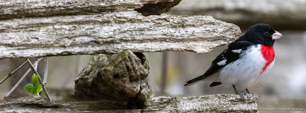 Rustic Perch: Bruce Graham’s Rose-breasted Grosbeak from the Signature Collection