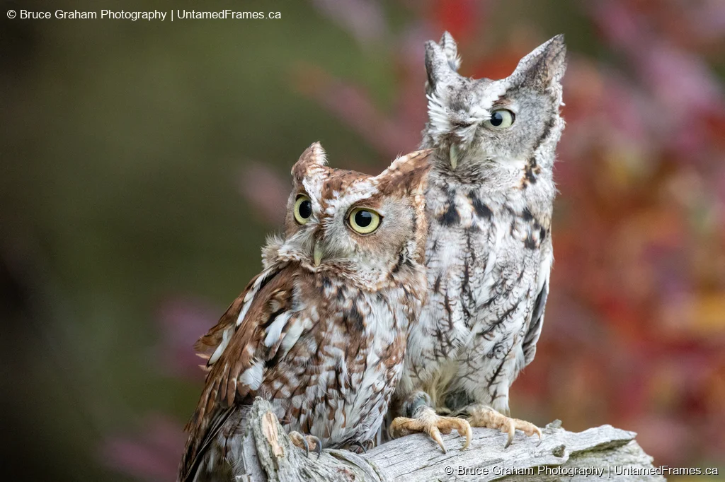 Companions in Contrast: Bruce Graham’s Screech Owl Pair from the Signature Collection