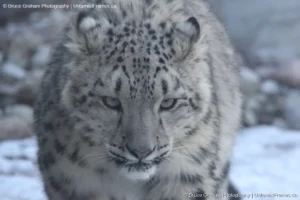 Ghost of the Mountains: Bruce Graham’s Snow Leopard from the Signature Collection