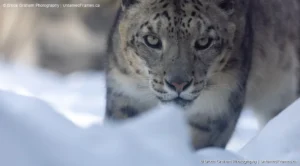 Ghost of the Mountains: Bruce Graham’s Snow Leopard Portrait from the Signature Collection