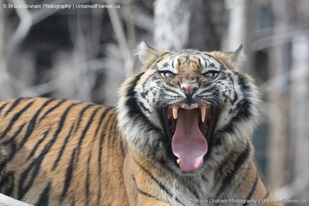 Sumatran Tiger roaring with mouth open, sharp teeth visible, and intense expression, photographed by Bruce Graham