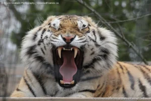 Fierce Focus: Bruce Graham’s Close-Up of a Tiger’s Expressive Power