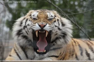 Roaring Majesty: Bruce Graham Captures a Tiger’s Ferocity in Stunning Close-Up