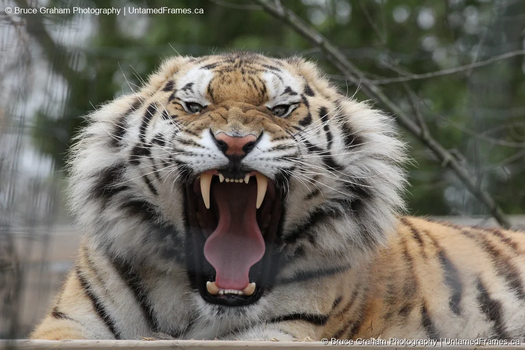 Roaring Tiger Close-Up by Bruce Graham | UntamedFrames Wildlife Photography Close-up of a roaring tiger showing teeth and tongue, photographed by Bruce Graham at a wildlife sanctuary