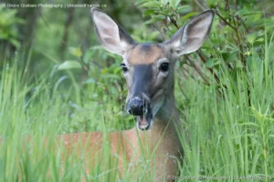 Summer Expression: Bruce Graham’s White-Tailed Doe Portrait from the Signature Collection