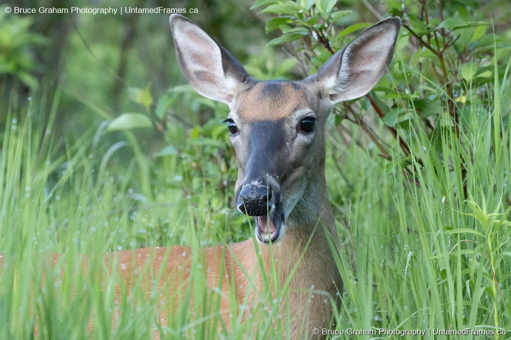 White-Tailed Doe in Summer Grass by Bruce Graham | Signature Collection | UntamedFrames Wildlife Photography White-tailed doe standing in tall green grass with mouth open, photographed by Bruce Graham