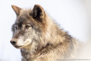 Curious Watcher: Bruce Graham’s Wolf Close-Up from the Signature Collection