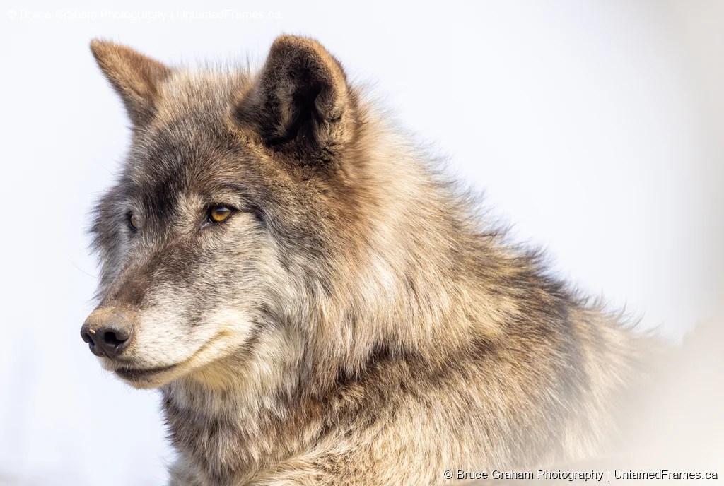 Curious Watcher: Bruce Graham’s Wolf Close-Up from the Signature Collection