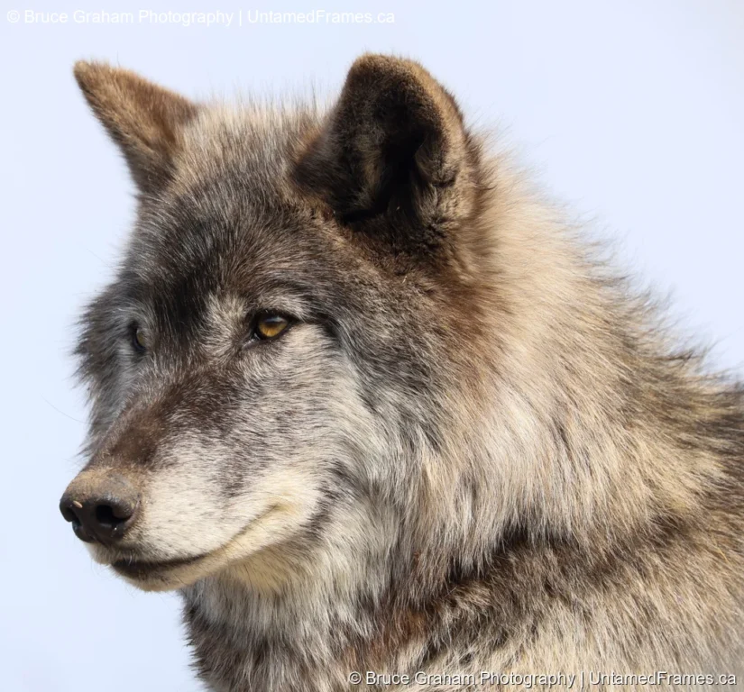 Emblem of the Wild: Bruce Graham’s Wolf Square Portrait from the Signature Collection