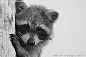 Curiosity in Monochrome: Bruce Graham’s Young Raccoon from the Signature Collection