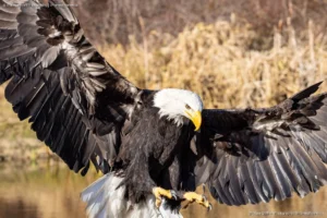 Wings of Power: Bruce Graham’s Majestic Bald Eagle Landing from the Signature Collection