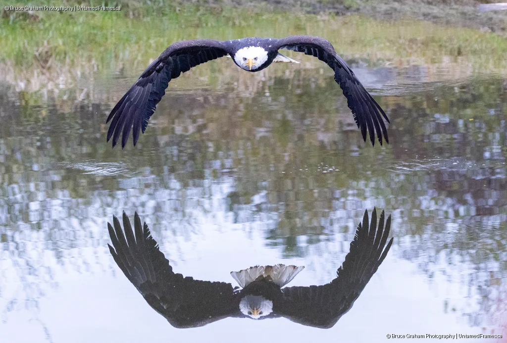 Perfect Symmetry: Bruce Graham’s Bald Eagle in Low Flight from the Signature Collection