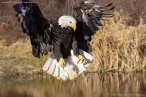 The Approach: Bruce Graham’s Dramatic Bald Eagle Landing from the Signature Collection