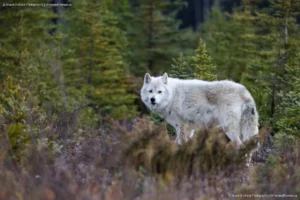 Ghost of the North: Bruce Graham’s White Wolf Encounter from the Signature Collection
