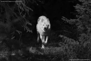 Out of the Shadows: Bruce Graham’s Monochrome White Wolf from the Signature Collection